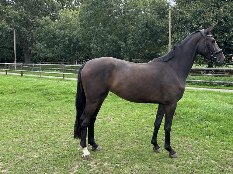 Koń hanowerski Klacz 3 lat 163 cm Ciemnogniada in Erkelenz