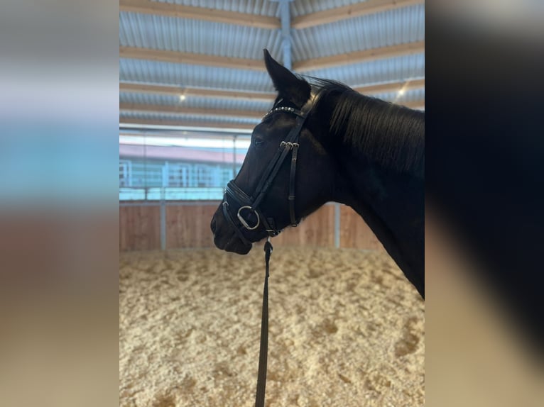 Koń hanowerski Klacz 3 lat 163 cm Kara in Gilching