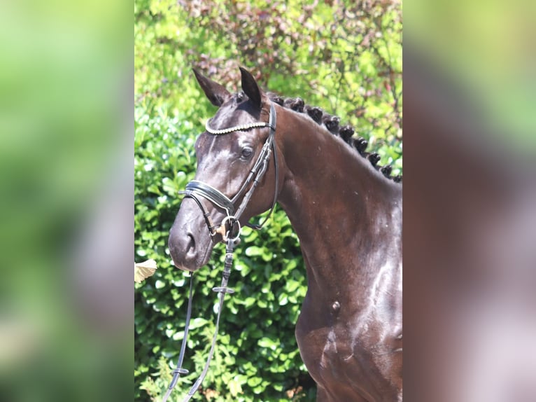 Koń hanowerski Klacz 3 lat 163 cm Kara in Selsingen