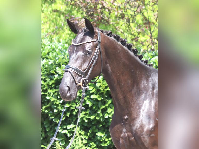 Koń hanowerski Klacz 3 lat 163 cm Kara in Selsingen