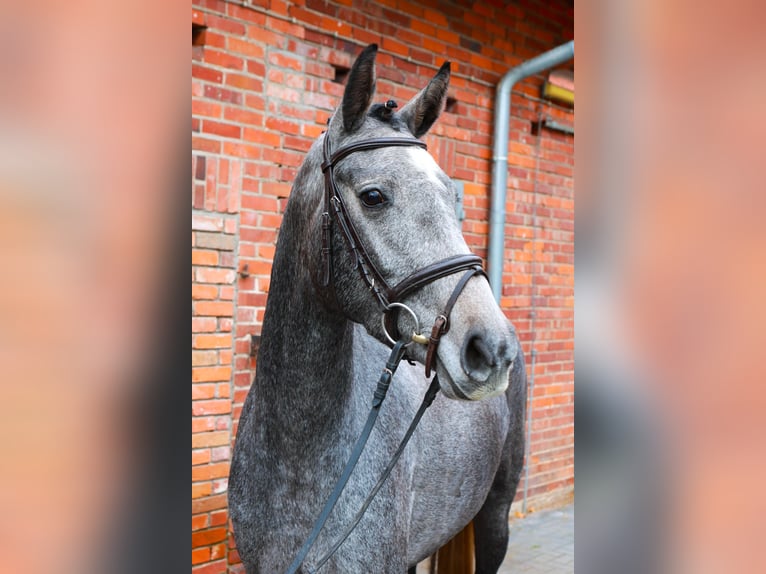 Koń hanowerski Klacz 3 lat 163 cm Siwa in Dannenberg (Elbe)