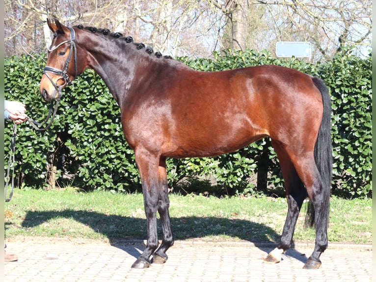 Koń hanowerski Klacz 3 lat 164 cm Gniada in Selsingen