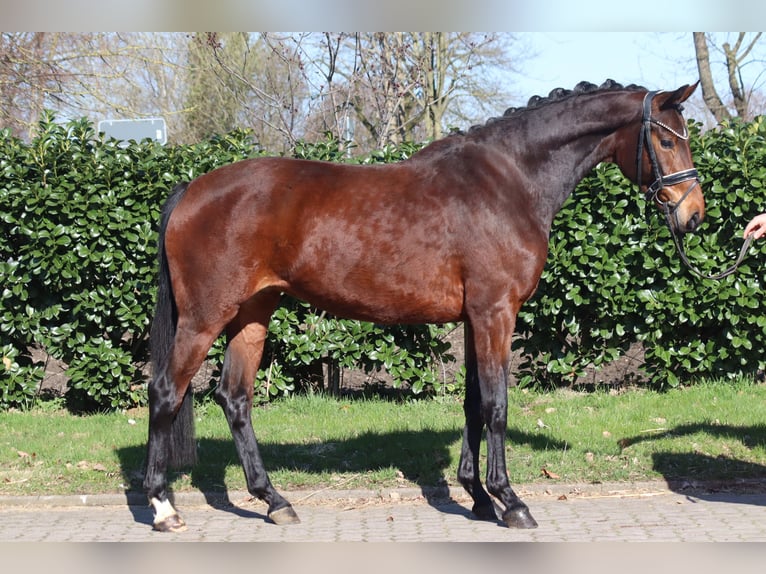 Koń hanowerski Klacz 3 lat 164 cm Gniada in Selsingen