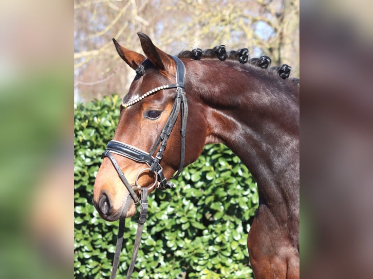 Koń hanowerski Klacz 3 lat 164 cm Gniada in Selsingen