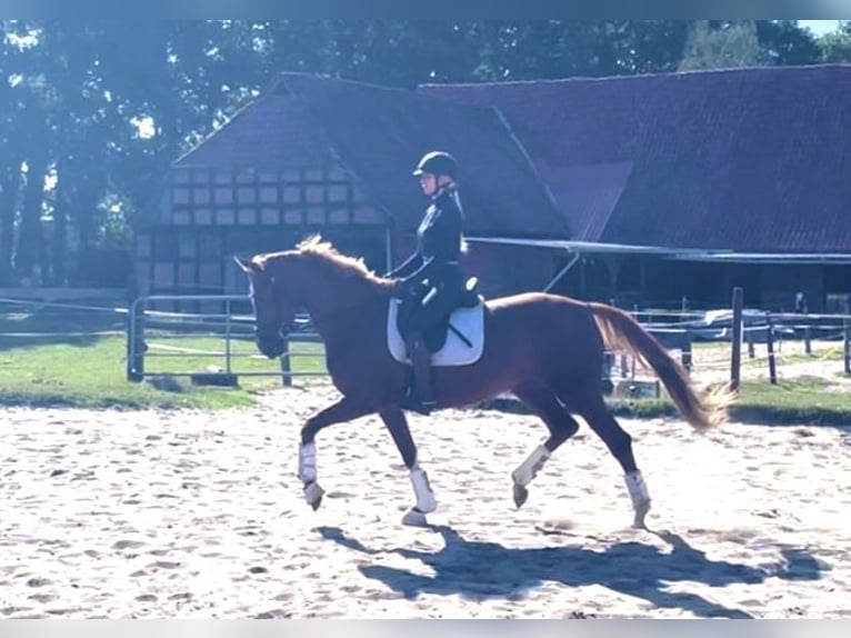 Koń hanowerski Klacz 3 lat 164 cm Kasztanowata in Kirchlinteln