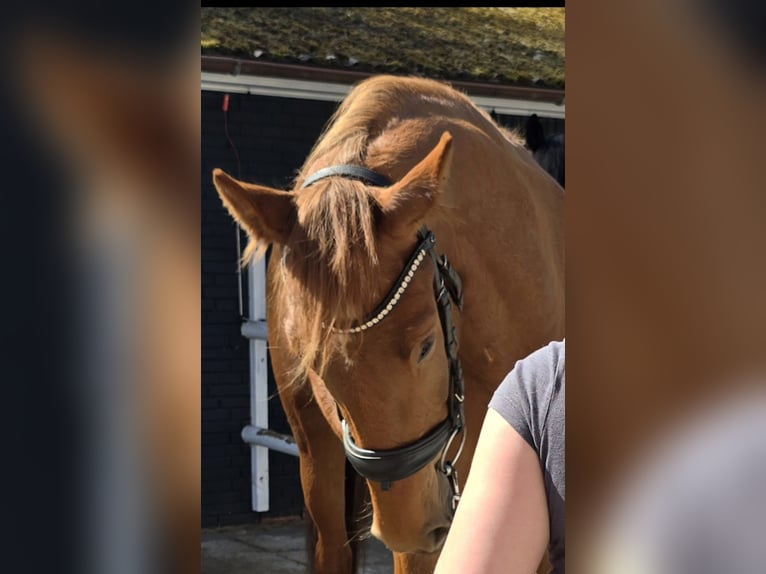 Koń hanowerski Klacz 3 lat 164 cm Kasztanowata in Bremervörde