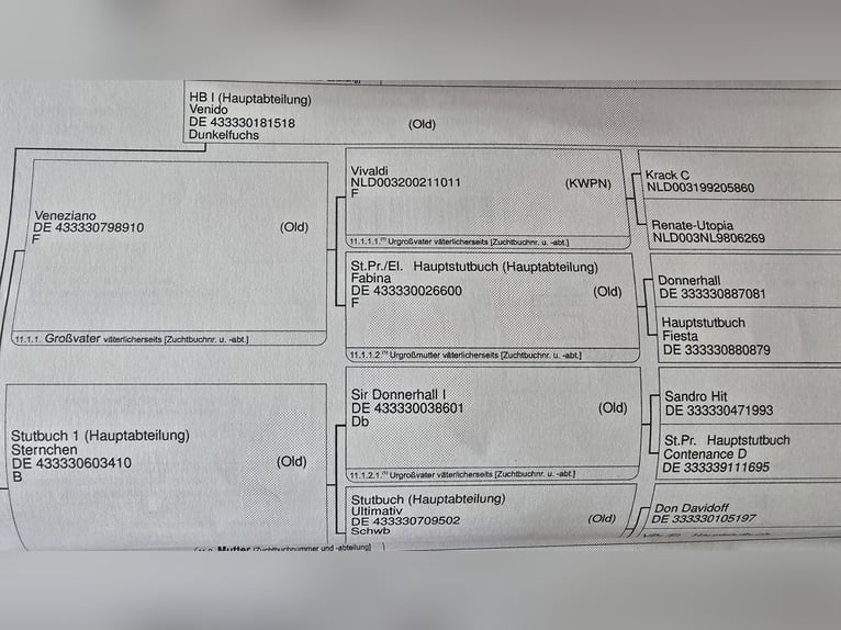 Koń hanowerski Klacz 3 lat 164 cm Kasztanowata in Bremervörde
