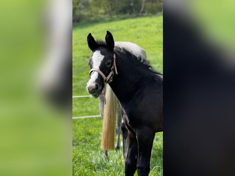 Koń hanowerski Klacz 3 lat 164 cm Stalowosiwy in Aachen