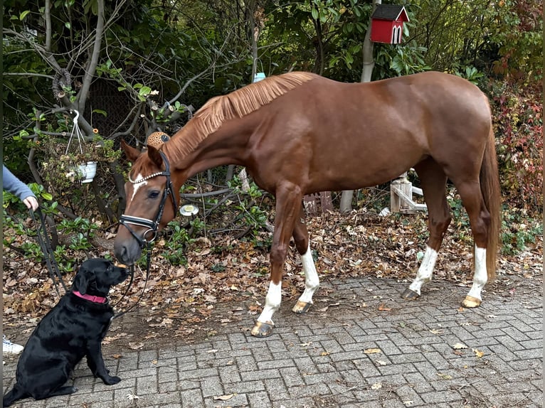 Koń hanowerski Klacz 3 lat 165 cm Ciemnokasztanowata in Kirchlinteln Koń hanowerski Klacz 3 lat 165 cm Ciemnokasztanowata in Kirchlinteln