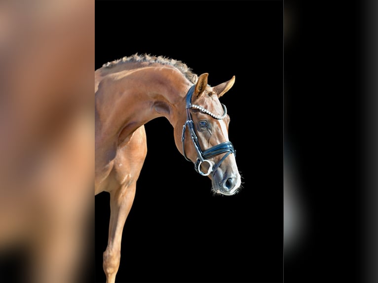Koń hanowerski Klacz 3 lat 165 cm Ciemnokasztanowata in Vechta