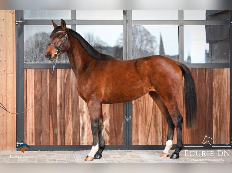 Koń hanowerski Klacz 3 lat 165 cm Gniada in La Roche en Ardenne