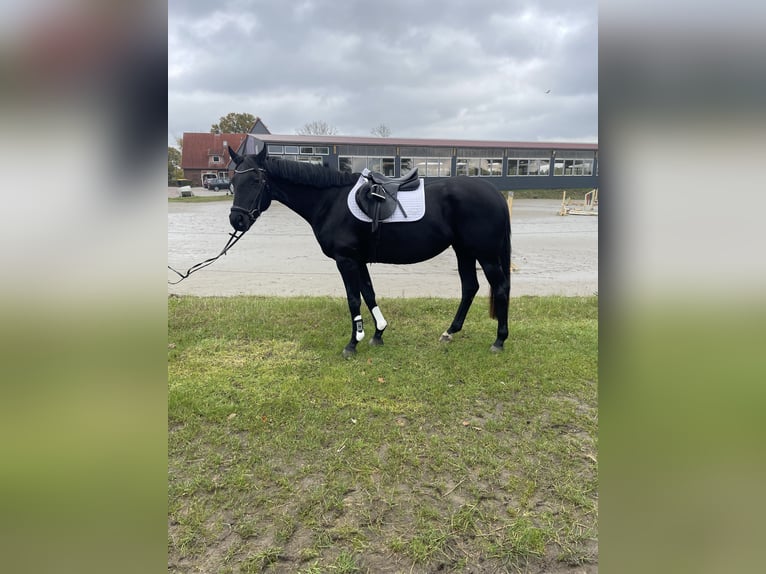 Koń hanowerski Klacz 3 lat 165 cm Kara in Heidgraben