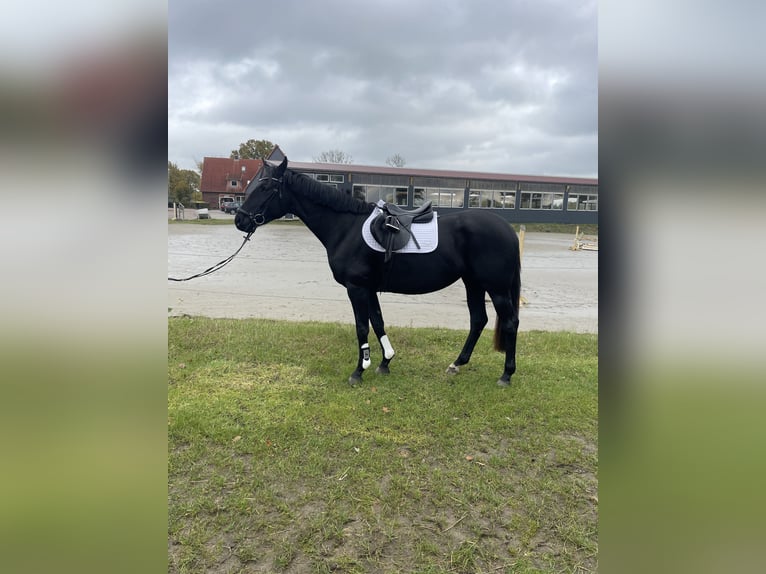 Koń hanowerski Klacz 3 lat 165 cm Kara in Heidgraben