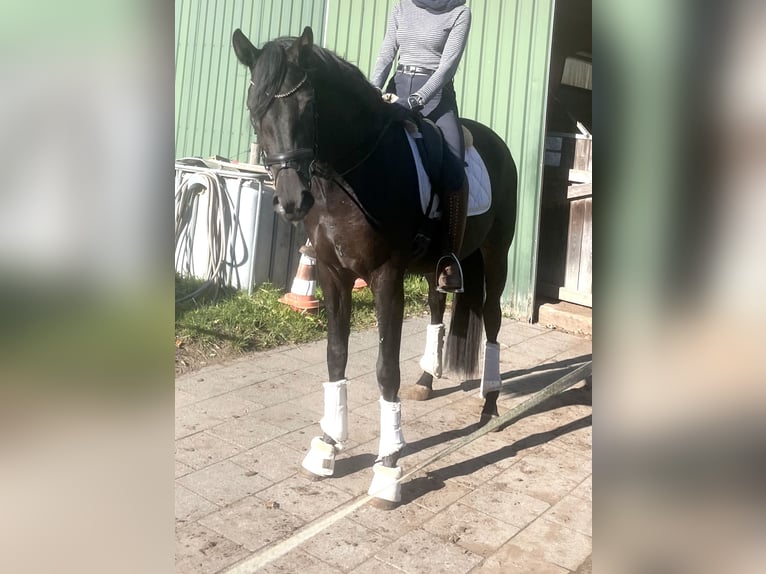 Koń hanowerski Klacz 3 lat 165 cm Kara in Kirchlinteln