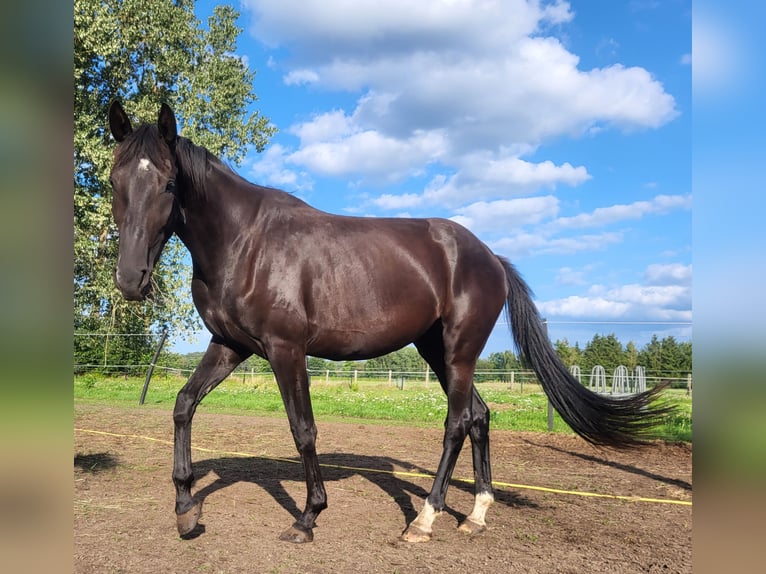 Koń hanowerski Klacz 3 lat 165 cm Kara in Niendorf