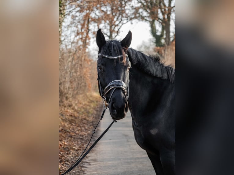 Koń hanowerski Klacz 3 lat 165 cm Kara in Tornesch