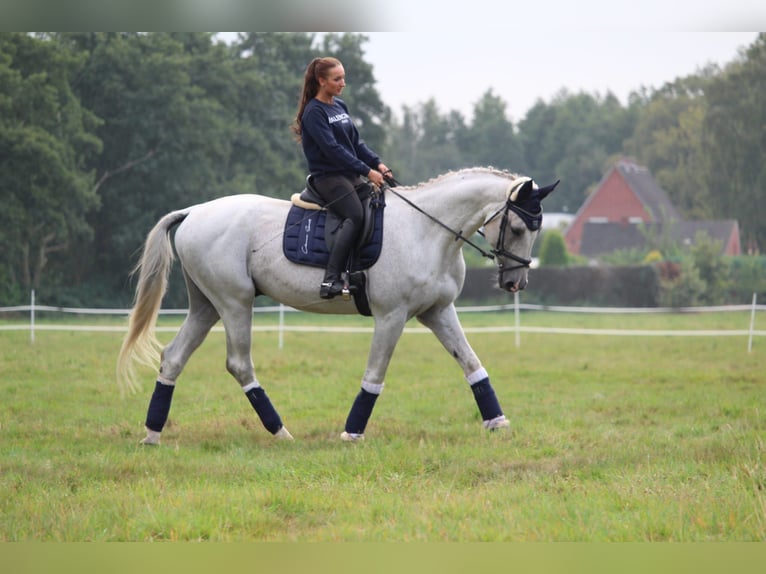 Koń hanowerski Klacz 3 lat 165 cm Kasztanowata in Moormerland