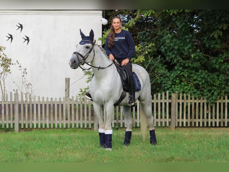 Koń hanowerski Klacz 3 lat 165 cm Kasztanowata in Moormerland