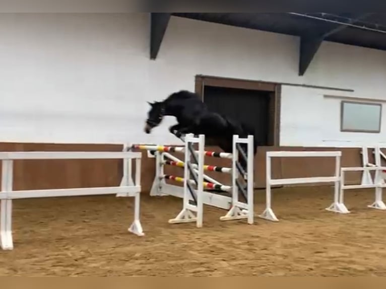 Koń hanowerski Klacz 3 lat 165 cm Skarogniada in Rehburg-Loccum Münchehagen