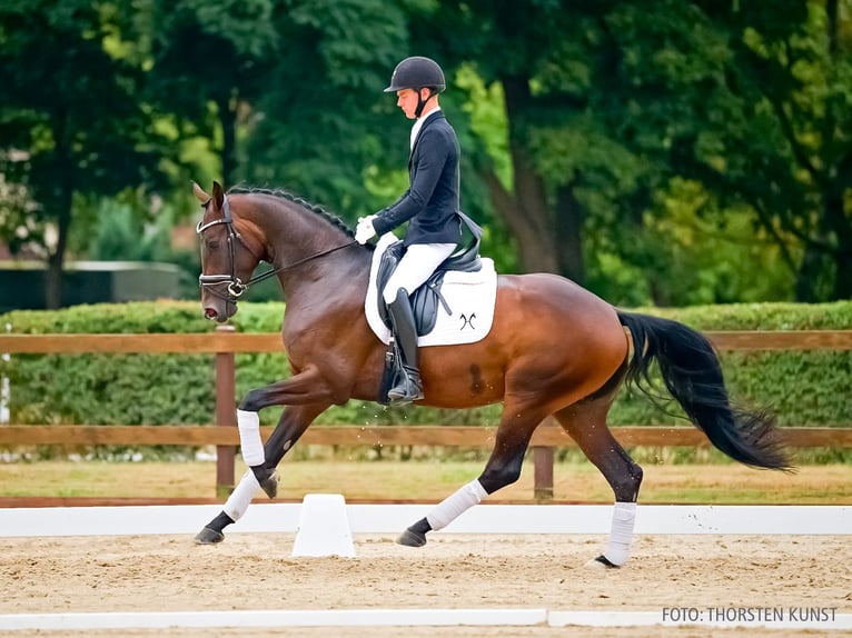 Koń hanowerski Klacz 3 lat 166 cm Ciemnogniada in Verden