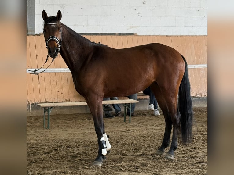 Koń hanowerski Klacz 3 lat 166 cm Gniada in Deinstedt