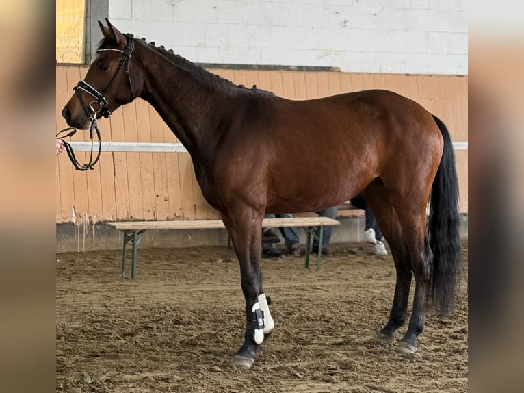 Koń hanowerski Klacz 3 lat 166 cm Gniada in Deinstedt