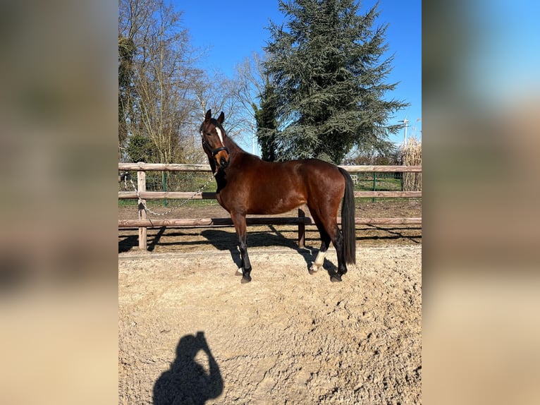 Koń hanowerski Klacz 3 lat 166 cm Gniada in Hoyerhagen