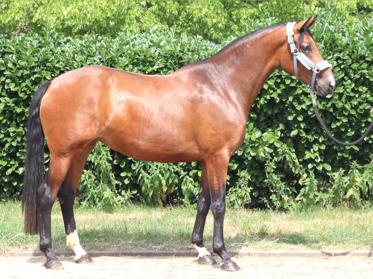 Koń hanowerski Klacz 3 lat 166 cm Gniada in Selsingen