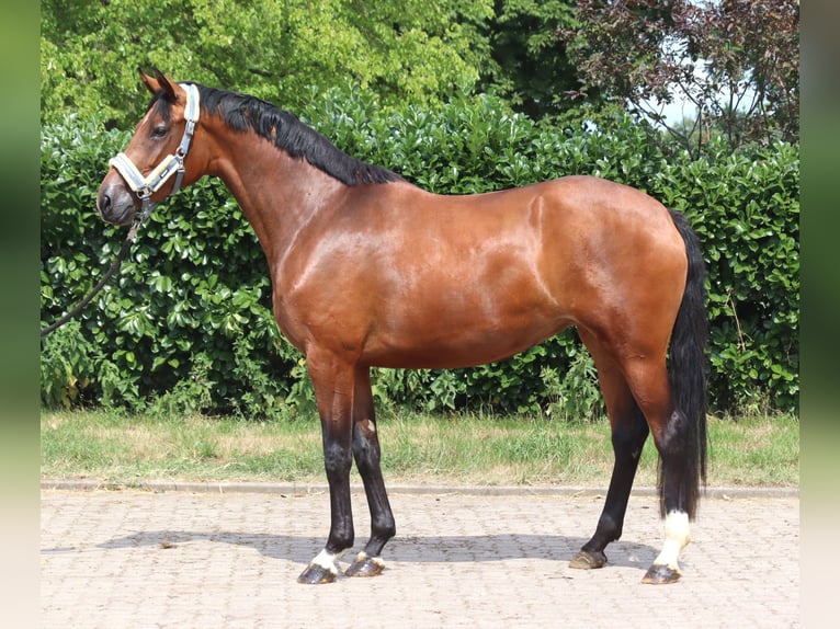 Koń hanowerski Klacz 3 lat 166 cm Gniada in Selsingen