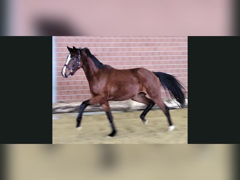 Koń hanowerski Klacz 3 lat 166 cm Gniada in Willich