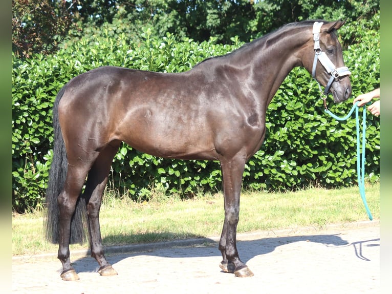 Koń hanowerski Klacz 3 lat 166 cm Kara in Selsingen