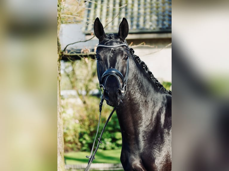 Koń hanowerski Klacz 3 lat 166 cm Kara in Dorsten