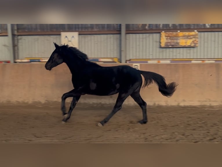 Koń hanowerski Klacz 3 lat 166 cm Kara in Achim