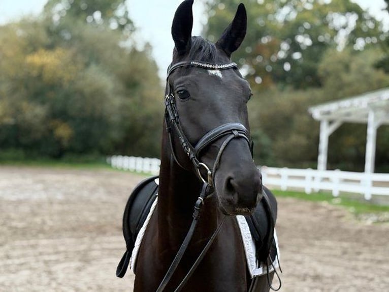 Koń hanowerski Klacz 3 lat 166 cm Kara in Verden (Aller)