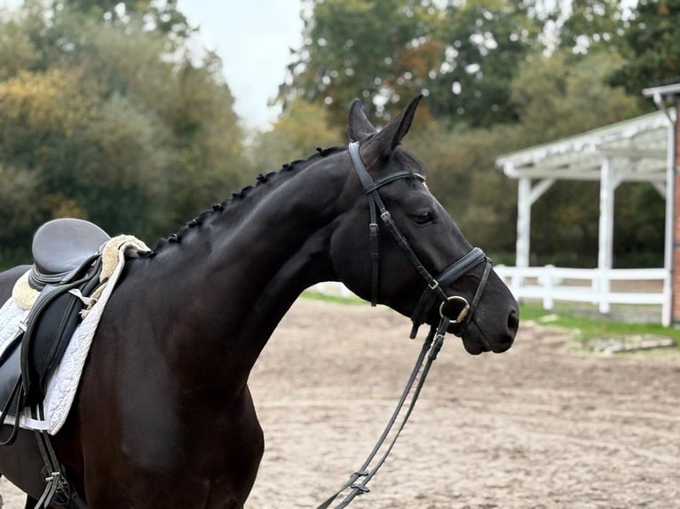 Koń hanowerski Klacz 3 lat 166 cm Kara in Verden (Aller)