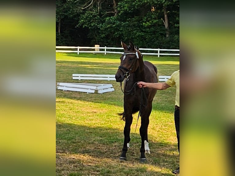 Koń hanowerski Klacz 3 lat 167 cm Ciemnogniada in Basdahl
