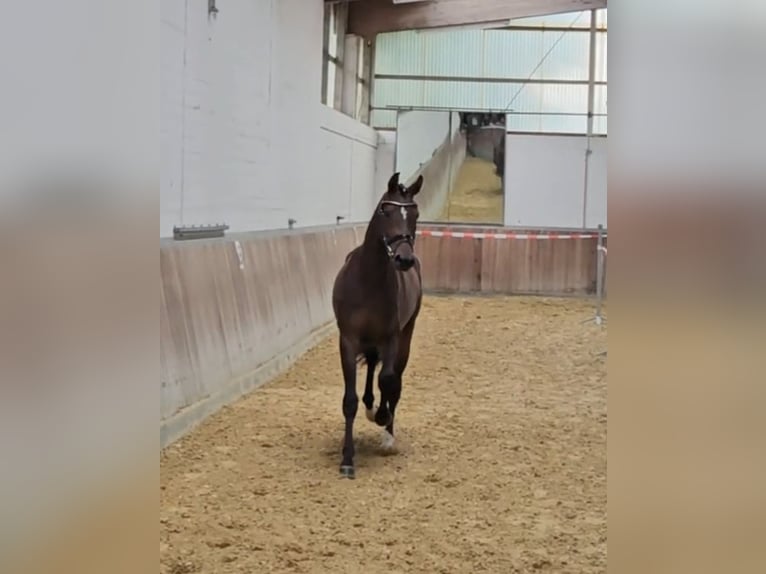 Koń hanowerski Klacz 3 lat 167 cm Ciemnogniada in Basdahl