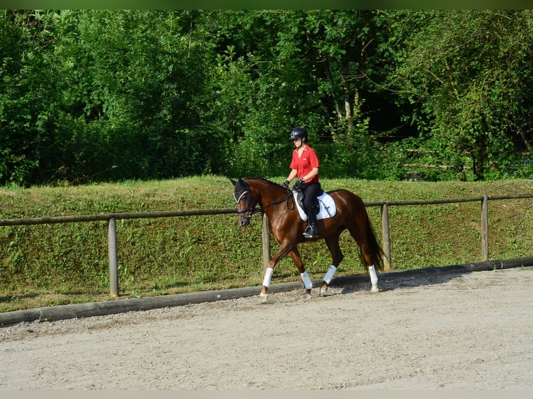 Koń hanowerski Klacz 3 lat 167 cm Ciemnokasztanowata in Wellheim