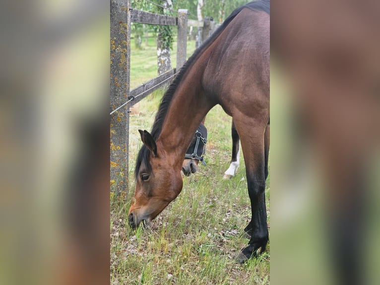 Koń hanowerski Klacz 3 lat 167 cm Gniada in Oebisfelde
