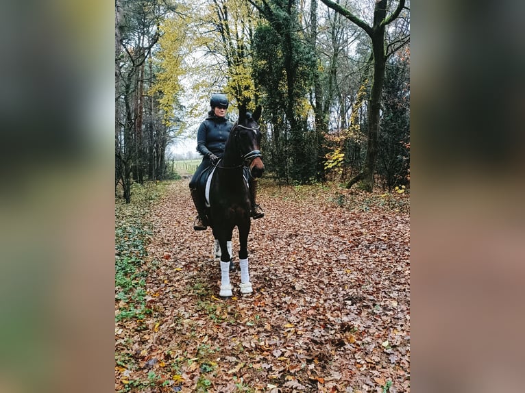 Koń hanowerski Klacz 3 lat 167 cm Gniada in Barenburg