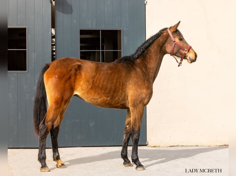 Koń hanowerski Klacz 3 lat 167 cm Gniada in Argentona