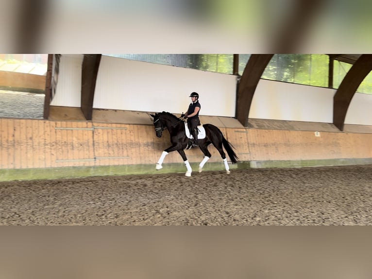 Koń hanowerski Klacz 3 lat 167 cm Kara in Ree&#xDF;um