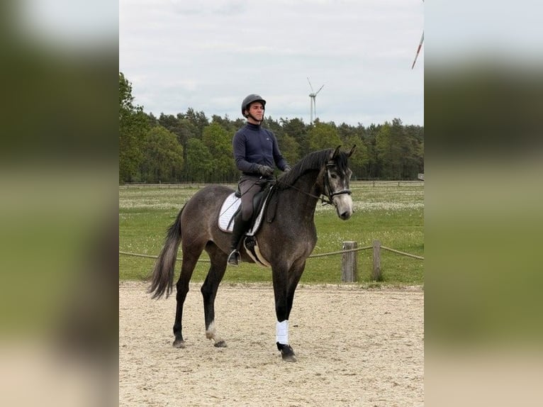Koń hanowerski Klacz 3 lat 167 cm Karosiwa in Schneverdingen