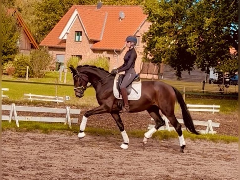 Koń hanowerski Klacz 3 lat 168 cm Ciemnogniada in Kirchlinteln