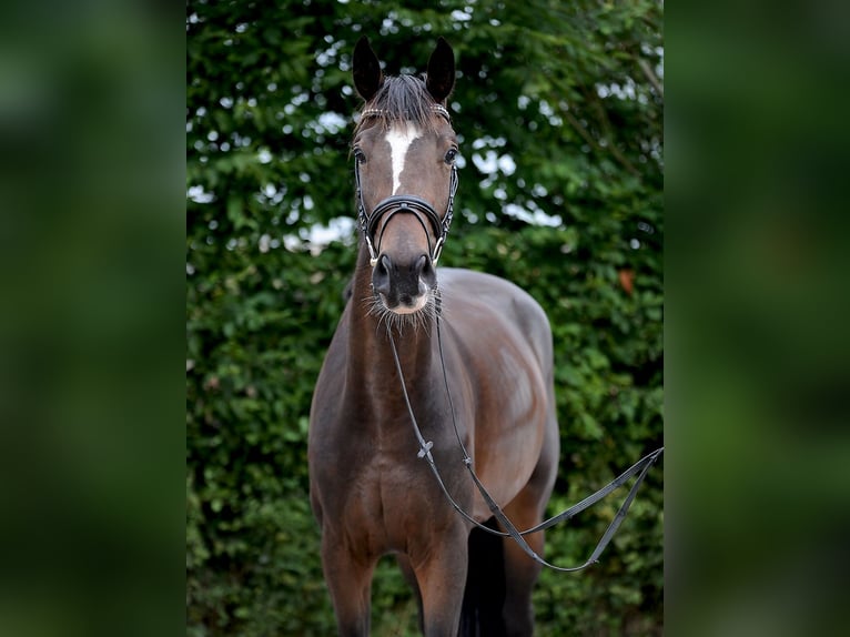 Koń hanowerski Klacz 3 lat 168 cm Ciemnogniada in Isernhagen
