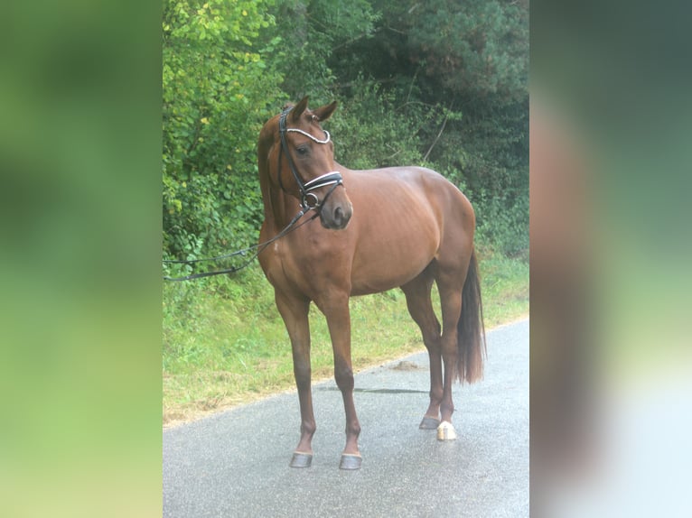 Koń hanowerski Klacz 3 lat 168 cm Ciemnokasztanowata in Plech