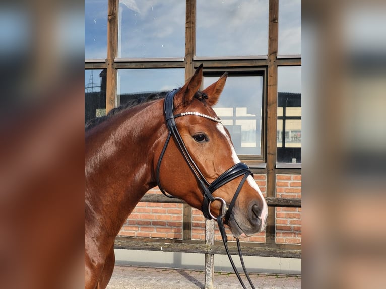 Koń hanowerski Klacz 3 lat 168 cm Gniada in Heidesheim am Rhein