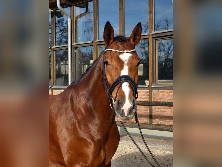 Koń hanowerski Klacz 3 lat 168 cm Gniada in Heidesheim am Rhein