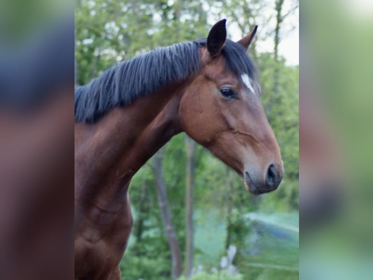 Koń hanowerski Klacz 3 lat 168 cm Gniada in Rosdorf