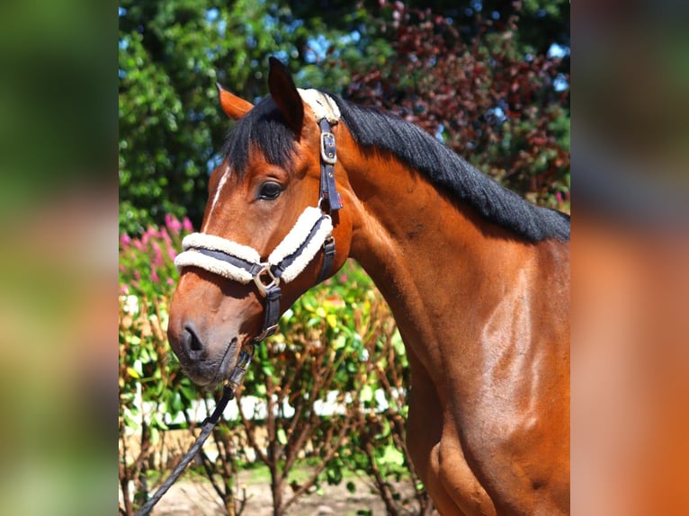 Koń hanowerski Klacz 3 lat 168 cm Gniada in Selsingen